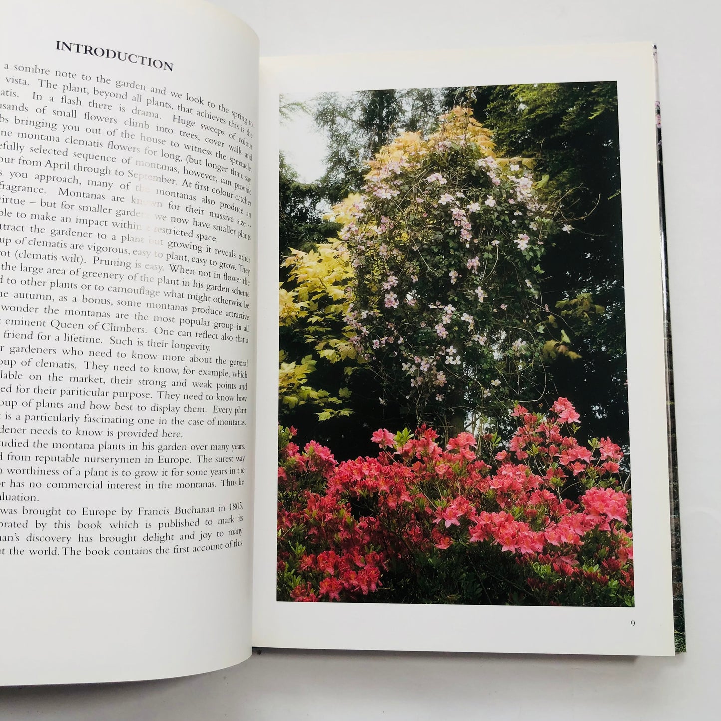 Clematis; The Montanas – John Howells
