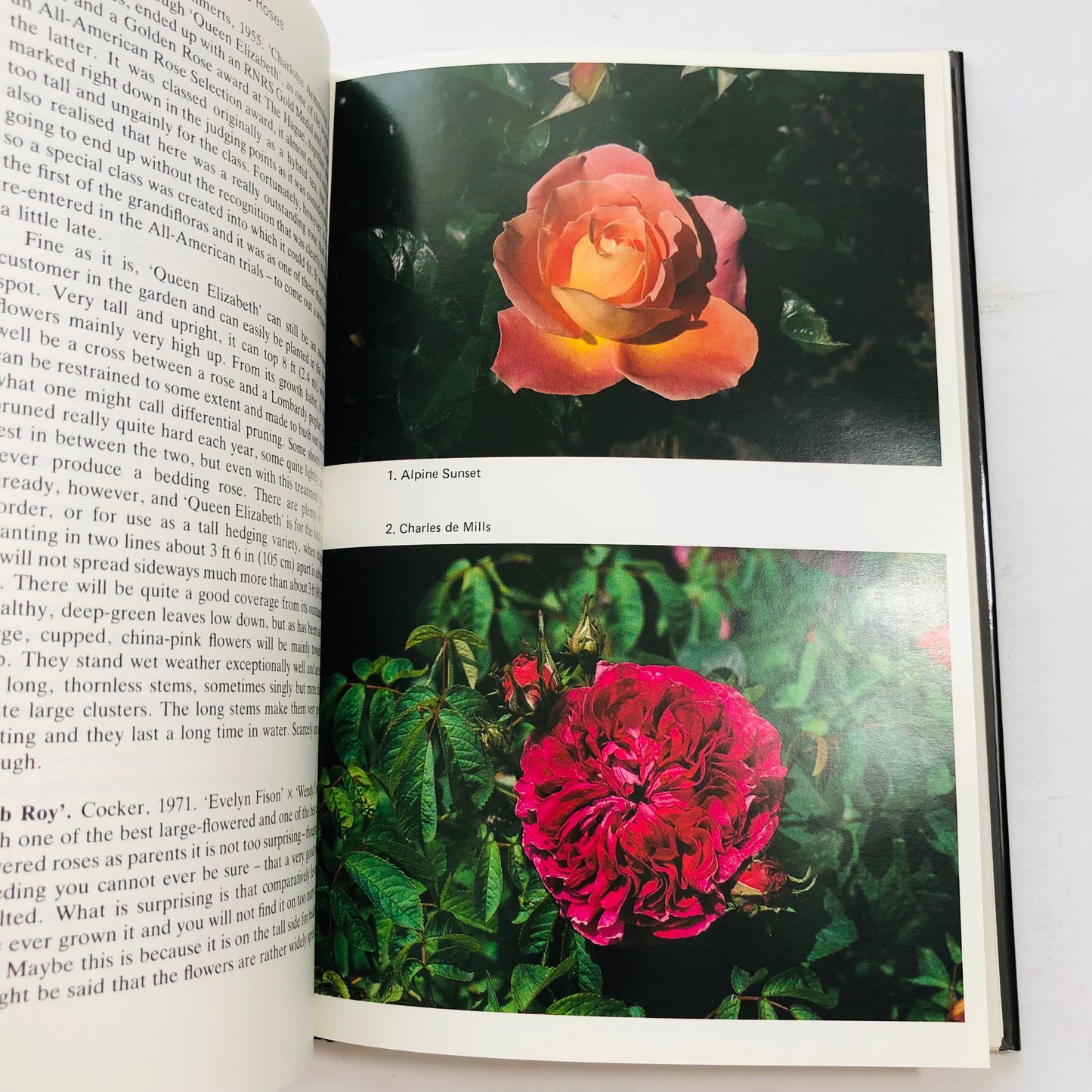 Growing Roses: Michael Gibson