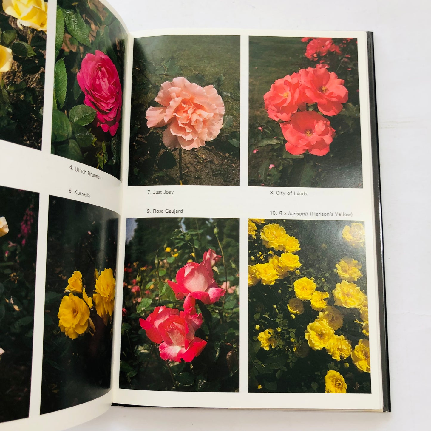 Growing Roses: Michael Gibson