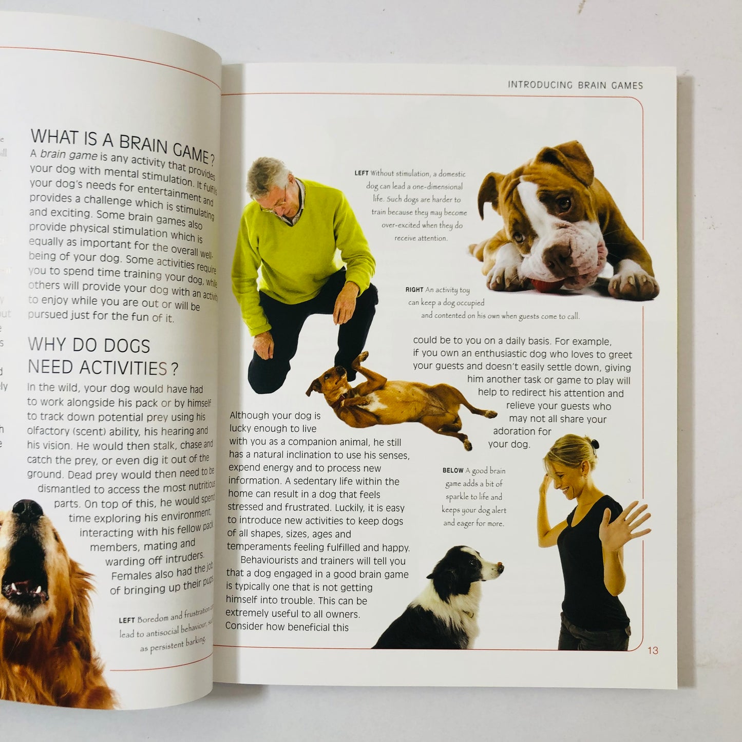 Brain Games for Dogs by Claire Arrowsmith | Dog Training Book | Canine Enrichment & Tricks | 9781842862773