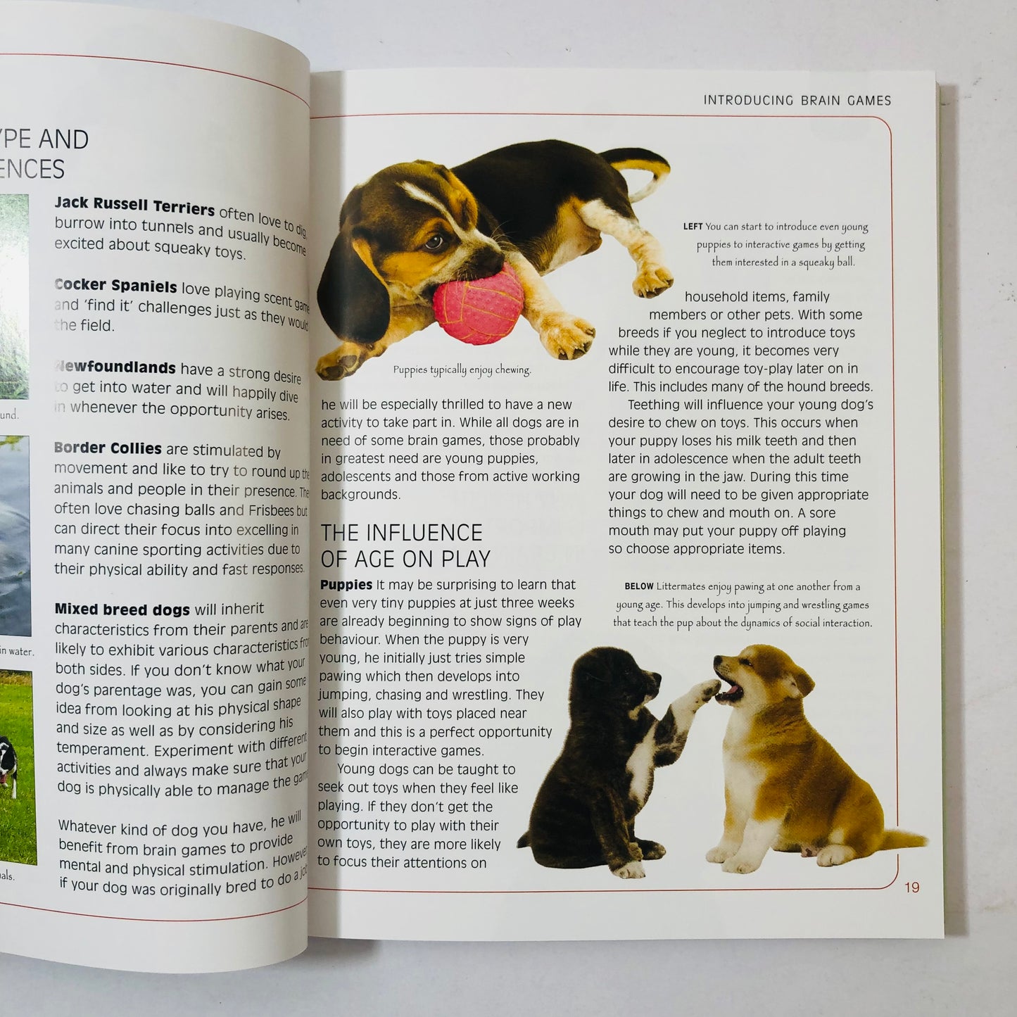 Brain Games for Dogs by Claire Arrowsmith | Dog Training Book | Canine Enrichment & Tricks | 9781842862773