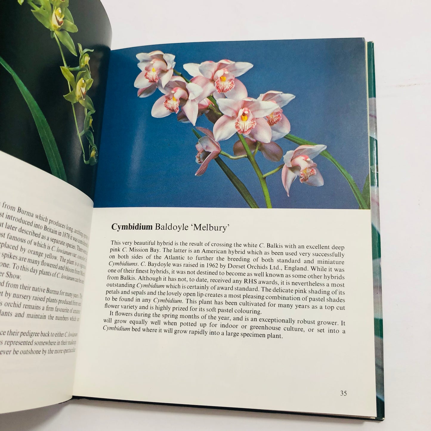 Orchids; In Colour by Brian and Wilma Rittershausen